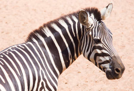 zebraの写真素材