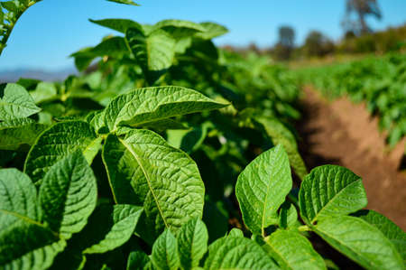 Close up of a potato cropの写真素材