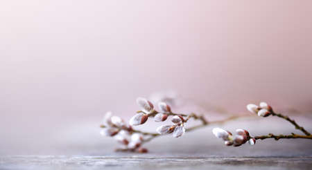 Willow branch on the table on a wooden background.