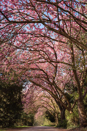 Beautiful cherry tree avenue in the park.の写真素材