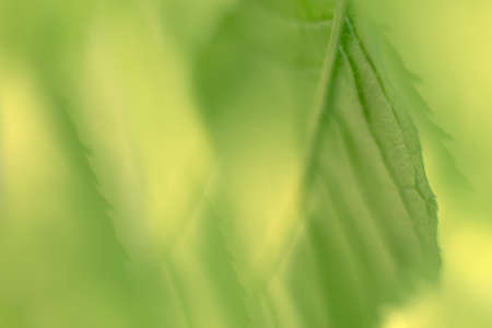 Abstract summer lights nature background.