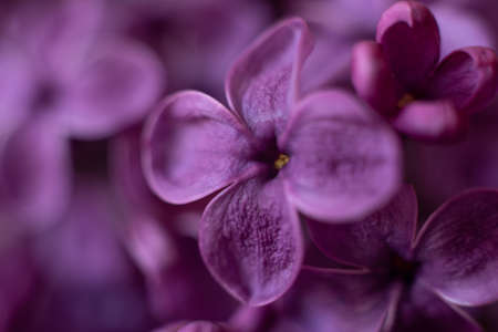 Macro image of spring lilac violet flowers, abstract soft floral background.の写真素材