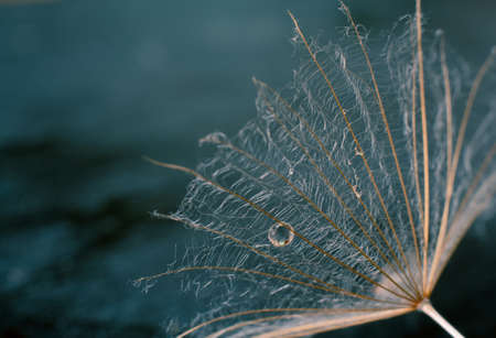 Beautiful shiny dew drop on a dandelion seed. Water drops on a parachutes dandelion on a beautiful blue background.の写真素材