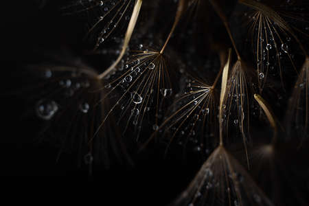 Still life of wet dandelion seeds in on the black background. Beautiful summer concept. Dark key.