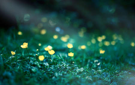 Small yellow celandine flowers on a green background of foliage side view. In the forestの写真素材