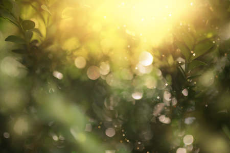 Defocused Bokeh, twinkling lights vivid color blurred bokeh leaf background.