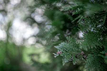 Green Hedge of Thuja Trees. Platycladus orientalis.