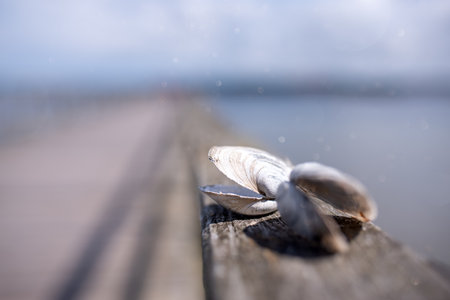 Beach concept. Sea shell with ocean on background.