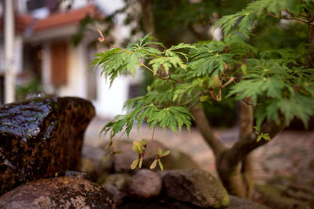 Seed from maple on a tree. beautiful city image:の写真素材