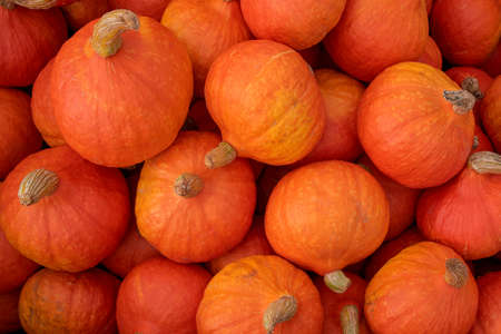 a lot of orange pumpkins at outdoor farmers marketの写真素材