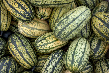 Ripe organic cultivar squash vegetables in the summer garden.