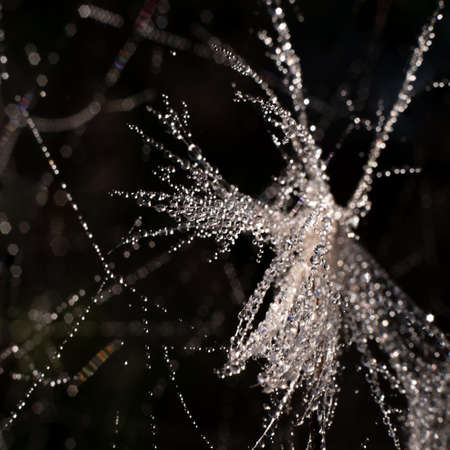 small drops of water on a cobwebの写真素材