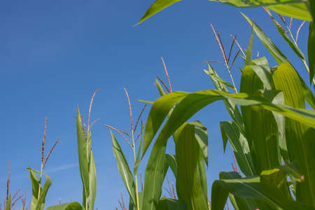 Corn field on clear day, corn with blue skyの写真素材