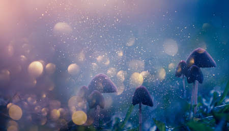 Mushrooms grows from rotten wood driftwood in the forest.の写真素材