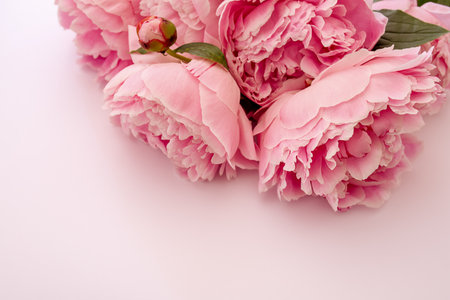 Pink peonies lying on table. Copy space.の写真素材