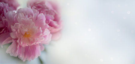 Pale pink peony on white background. Greeting card, invitation in light pastel colors. Copy space.の写真素材