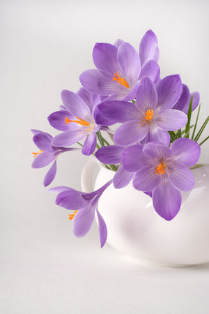Purple crocus flower in the vase.の写真素材