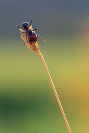 Ant on the top of the spikeの写真素材