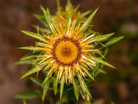 Flower of carline thistle with a range of green, orange and yellow colorsの写真素材