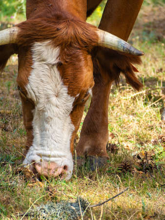 Brown cow eating in a meadowの写真素材