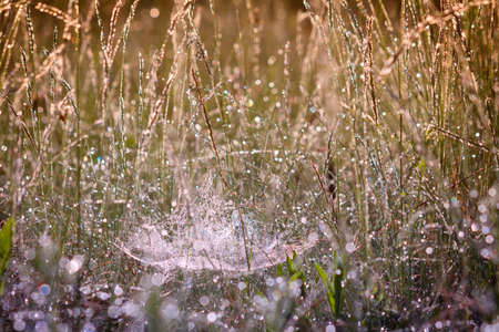 Morning dew on fresh green grass with blurred backgroundの写真素材