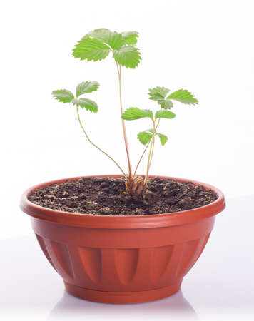 Young sprout strawberries planted in the pot isolated on whiteの写真素材