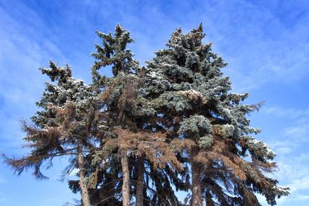 Group of pine trees against the blue skyの写真素材