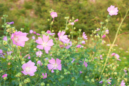 Wild flowering mallow on uncultivated valley