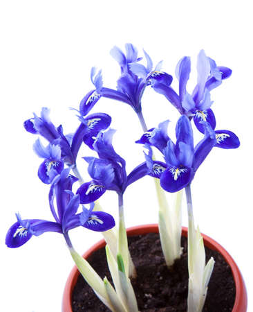 The family of irises planted in a small pot isolated on whiteの写真素材
