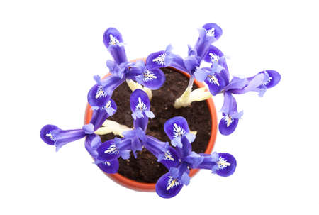 The family of irises planted in a small pot isolated on whiteの写真素材