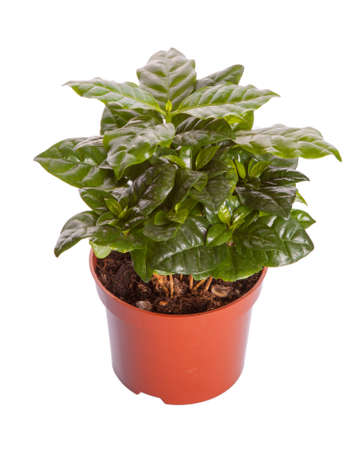 Young arabica coffee tree in a pot isolated on whiteの写真素材