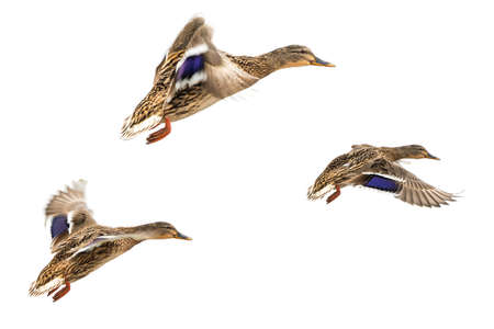 Wild ducks in flight isolated on whiteの写真素材