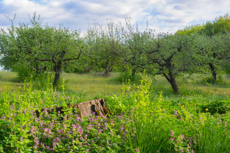 Apple garden with green grass on a background of blue skyの写真素材