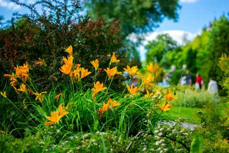 Lawn with flowers on blurred background of people for a walkの写真素材