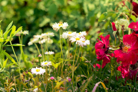 Floral background with a group of daisies and rosesの写真素材