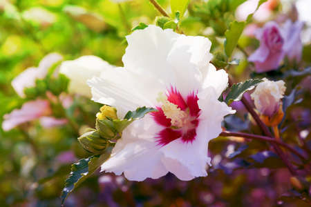 White hibiscus flower close-up on a background of foliageの写真素材