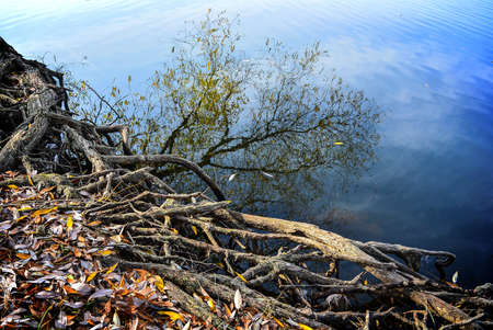 The lake is reflected crown of the tree with leaves on a background of old rootsの写真素材