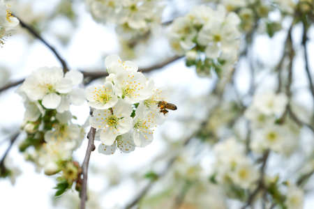 Flying bee near lush cherry blossomの写真素材