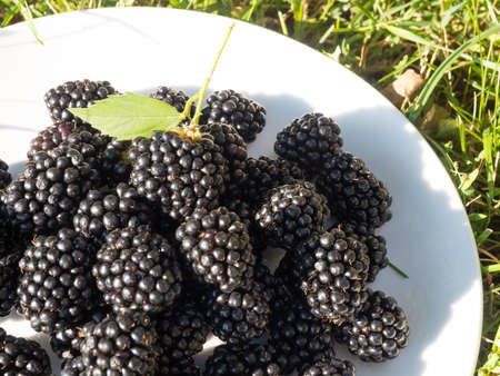 Blackberry on a white plate in the grass lit by the sun