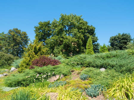 Rockery with evergreen plants and trees in the summerの写真素材