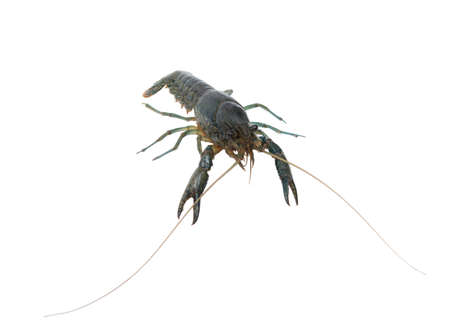 Live Cuban marble crayfish isolated on white background