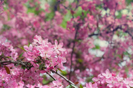 Pink flower of apple tree closeup on blurred backgroundの写真素材