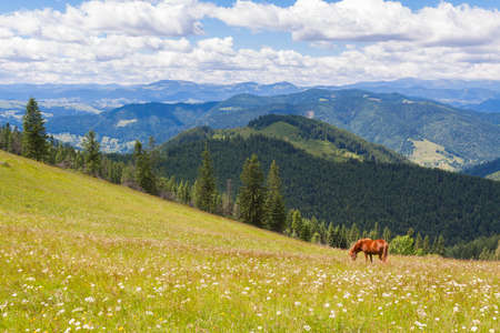 Brown horse on the flower mountain lawnの写真素材