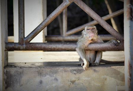 monkeyの写真素材