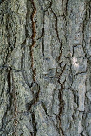 Close-up of the bark of an old tree. Natural background.