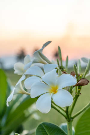 Plumeria flower blooming in the garden at sunset time.の写真素材