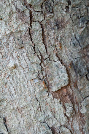 Tree bark texture background. Tree bark texture background. Tree bark texture background.
