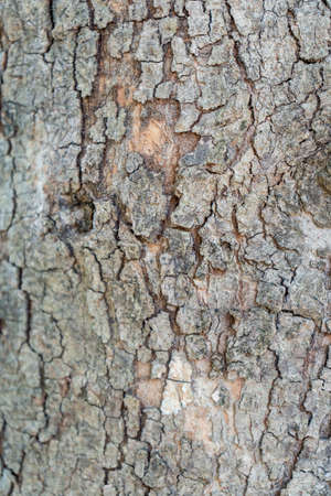 Bark of a tree in the park, close-up.