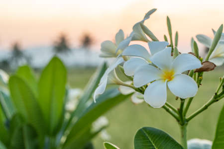 Plumeria flowers on the plumeria tree with sunset background.の写真素材