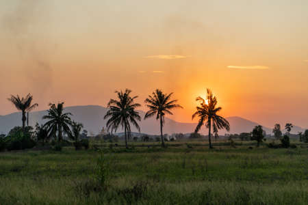 Coconut trees in the rice field with sunset sky background.の写真素材